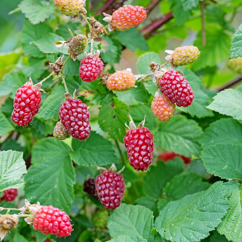 Onrijpe witte en rijpe rode vruchten van de taybes, met groen blad