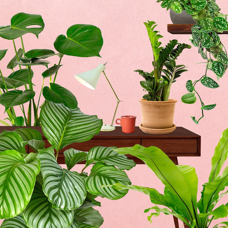 thuiskantoor, collage van bureau met planten, lampje en koffiemok tegen roze muur