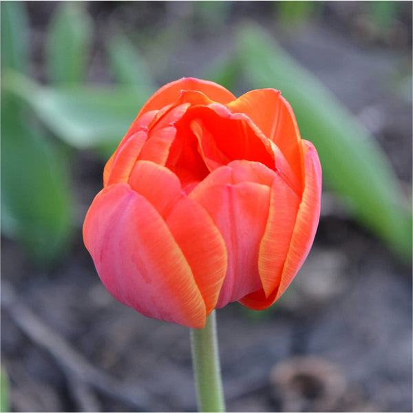 Klassieke rode tulp