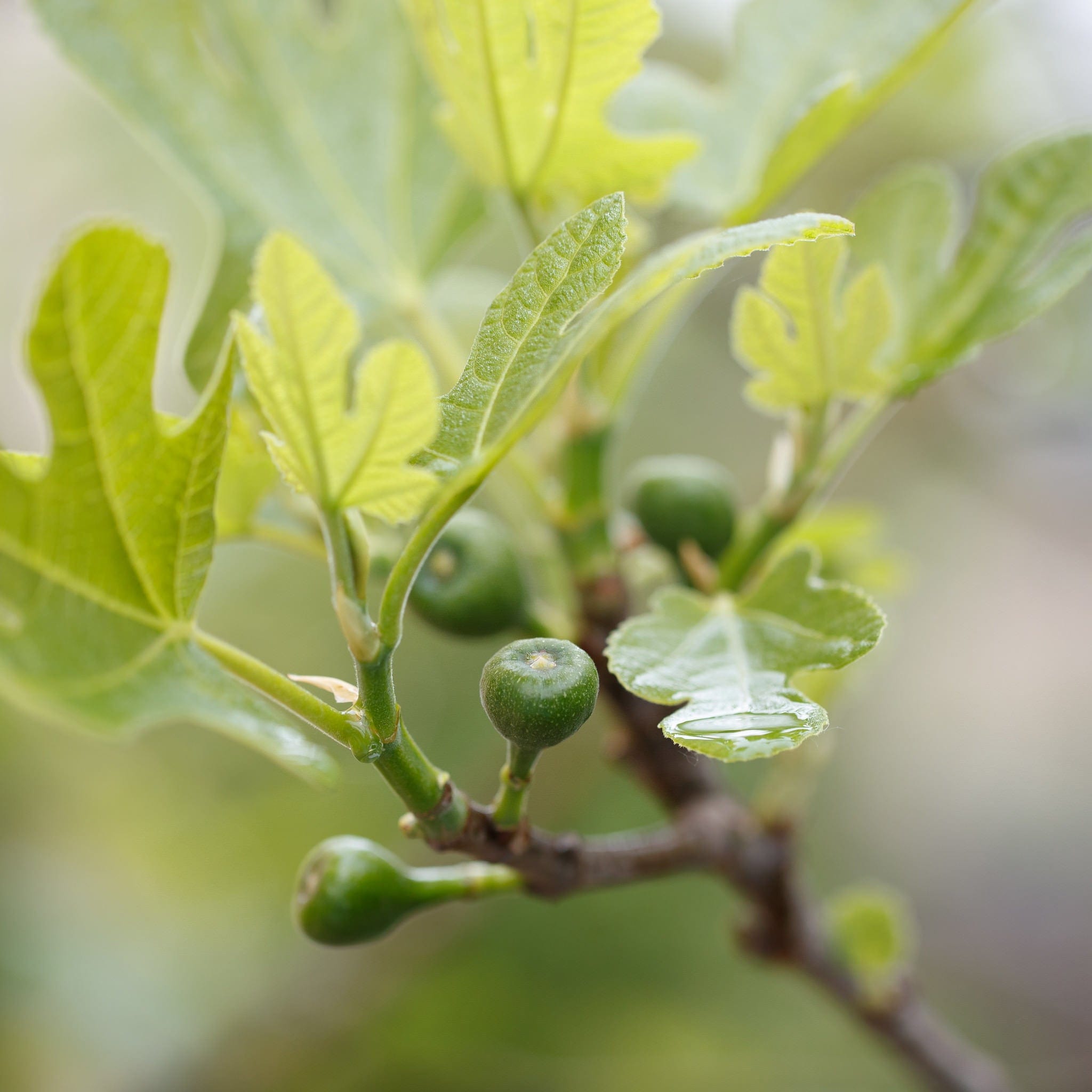 Vijgen Tree Vijgenplant bestellen? Biologische Tuinplanten – Sprinklr