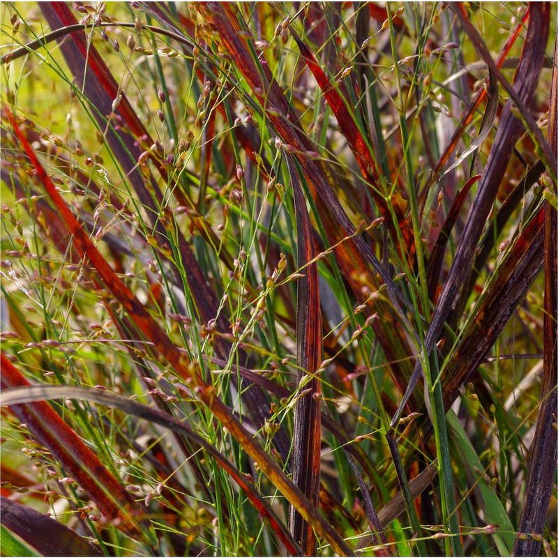 Panicum virgatum Rehbraun, Vingergras, close up met groen en roodbruin blad.