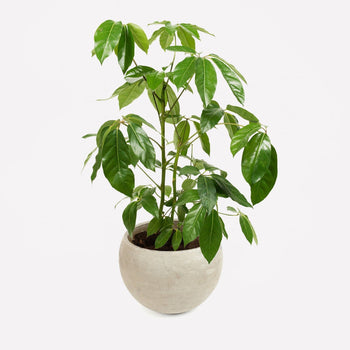 Vingersboom in pot 🎁