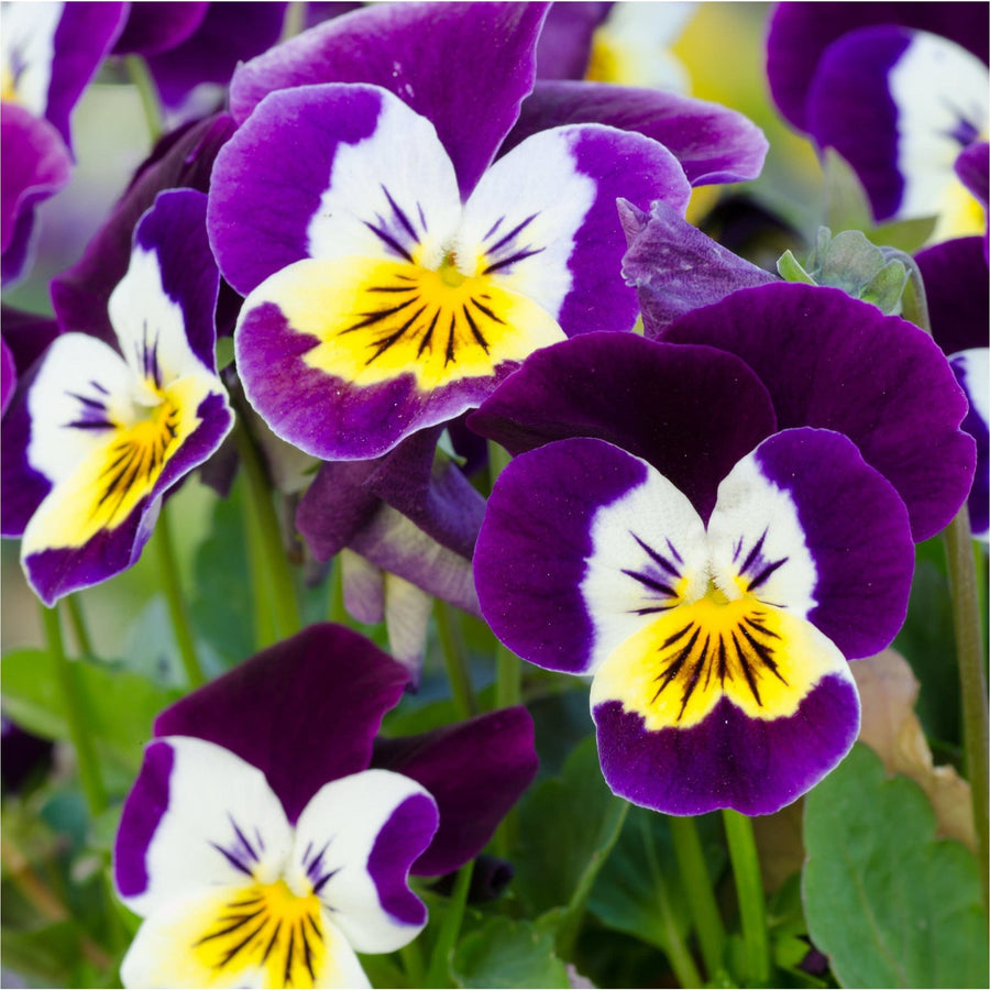 Eetbaar viooltje