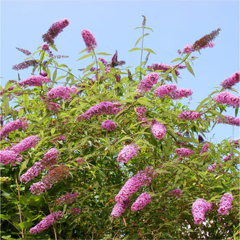 Vlinderstruik Pink Delight