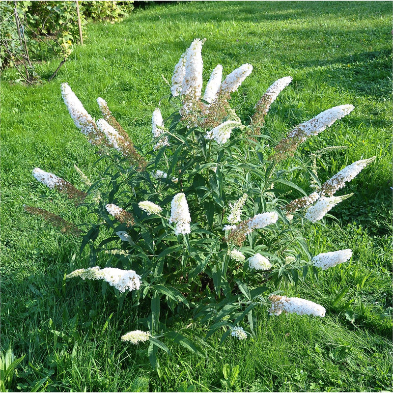 Bio buddleja petit snow vlinderstruikje met witte bloemenpluimen in het gras