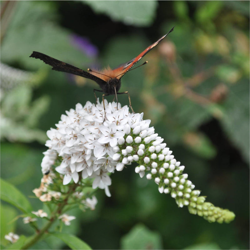 Close up van vlinder op witte langwerpige bloemenpluim van bio buddleja petite snow white vlinderstuik