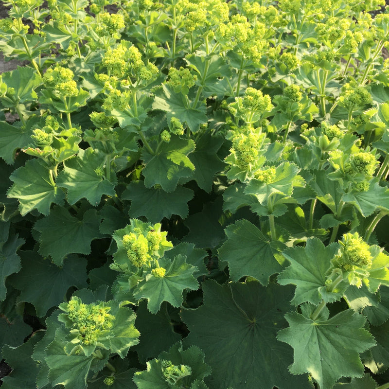 Groengekleurd veld vol Vrouwenmantel, met geelgroene bloementoppen en gekartelde bladeren van de bio alchemilla mollis