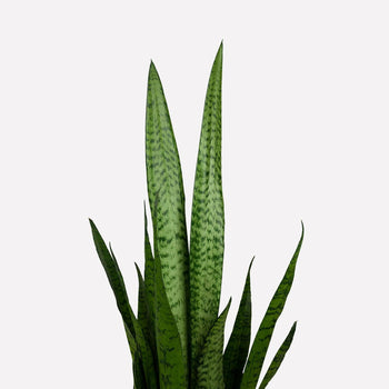 Vrouwentong Zeylanica in pot 🎁