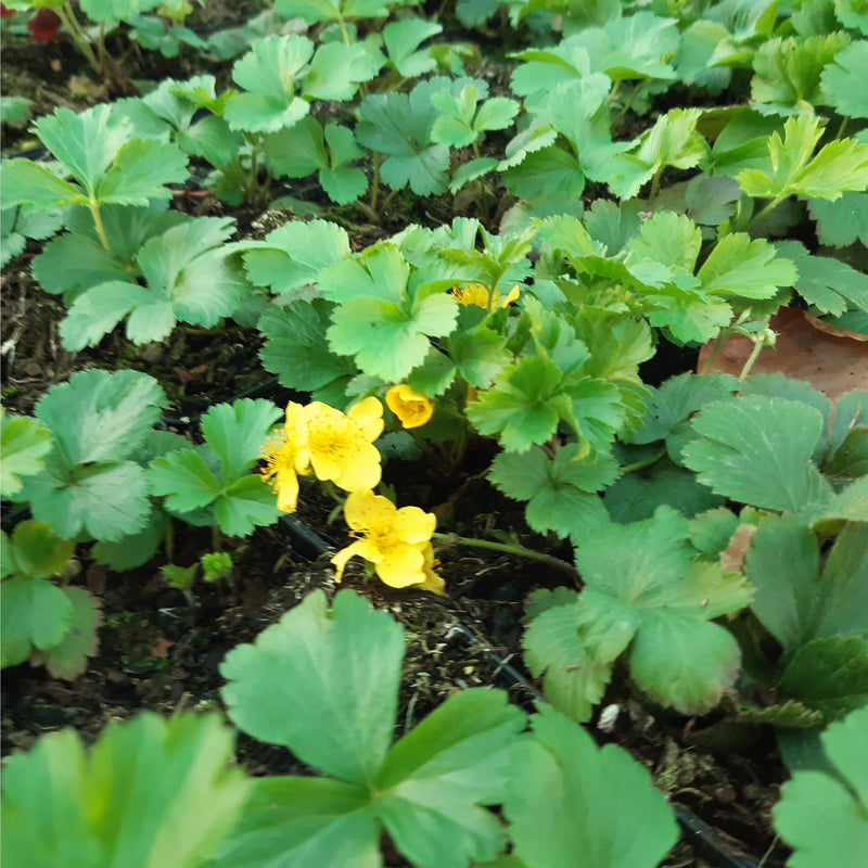 Bio waldsteinia op de grond met gele bloem