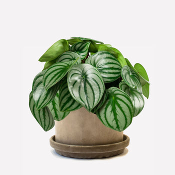 Watermelon Peperomia in pot 🎁