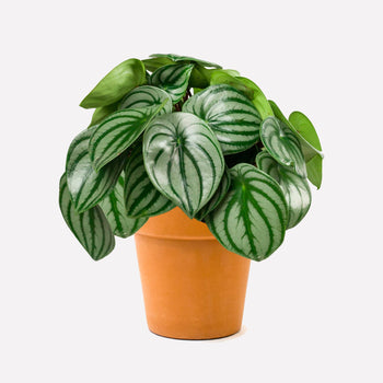 Watermelon Peperomia in pot 🎁