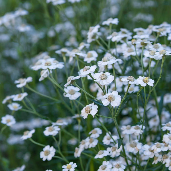 Bio Bertram achillea met witte bloemetjes
