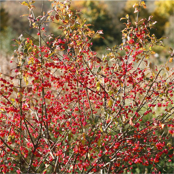 Wilde Kardinaalsmuts