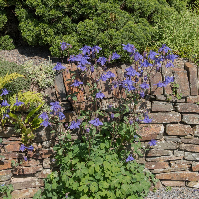 Bio Wilde akelei aquilegia in een tuin, gepunte paarsblauwe klokkende bloemen op stengels stekend uit groen blad