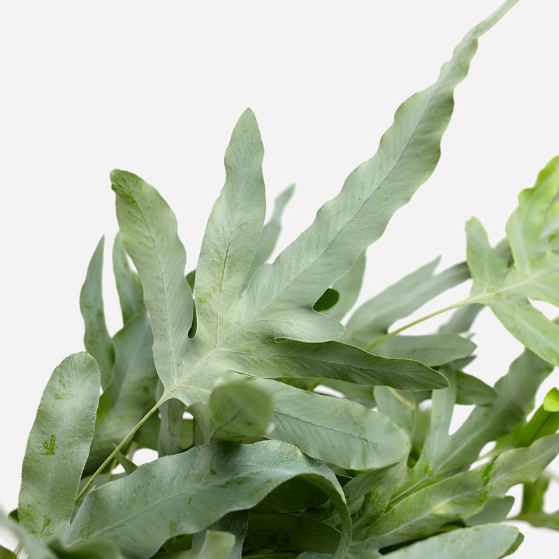 Zinkvaren, close up van grijs-groen blad.