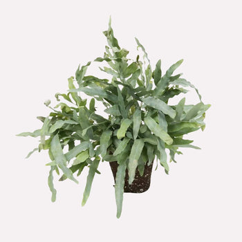 Zinkvaren in pot 🎁