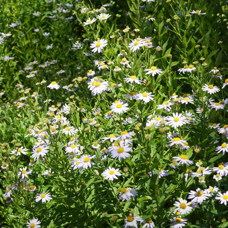 zomeraster, kleine witte bloemetjes met gele hartjes