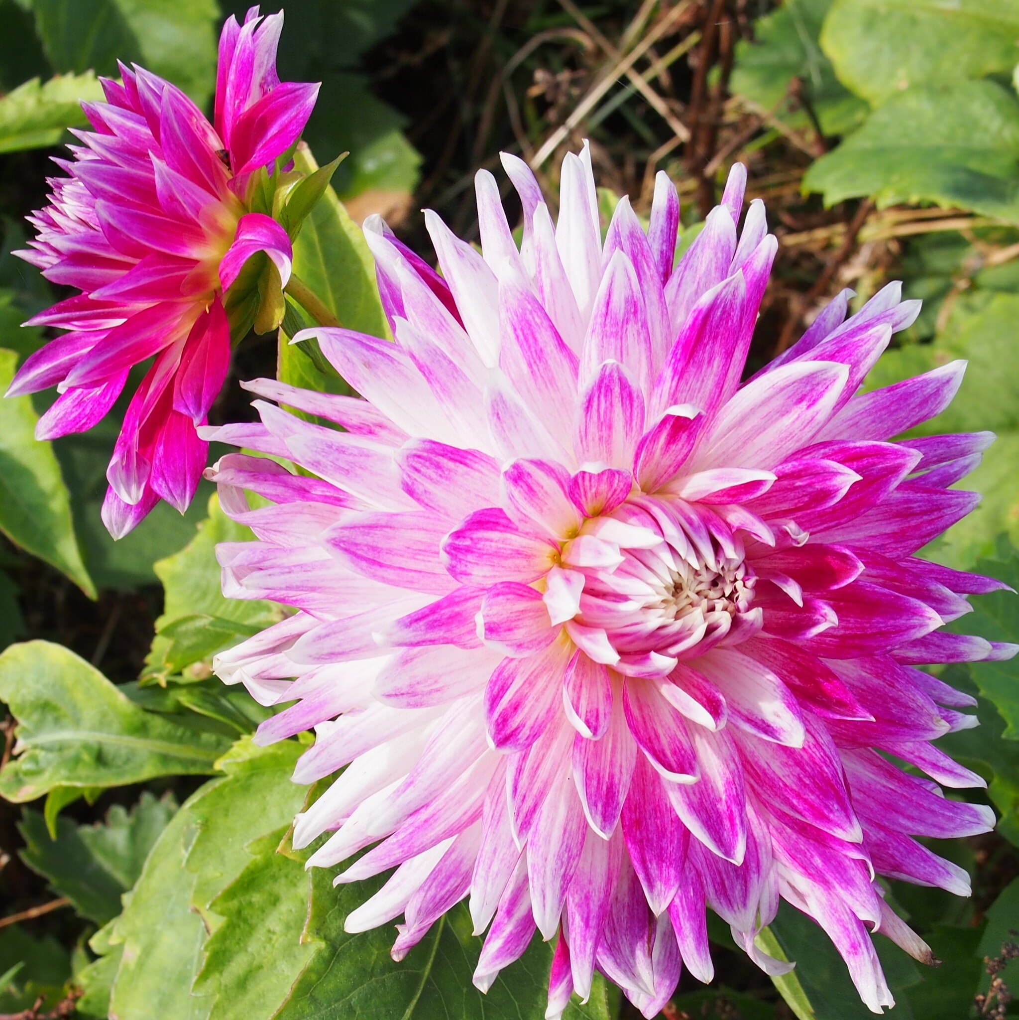 Dahlia Vancouver Biologische Dahlia Bollen Sprinklr.co