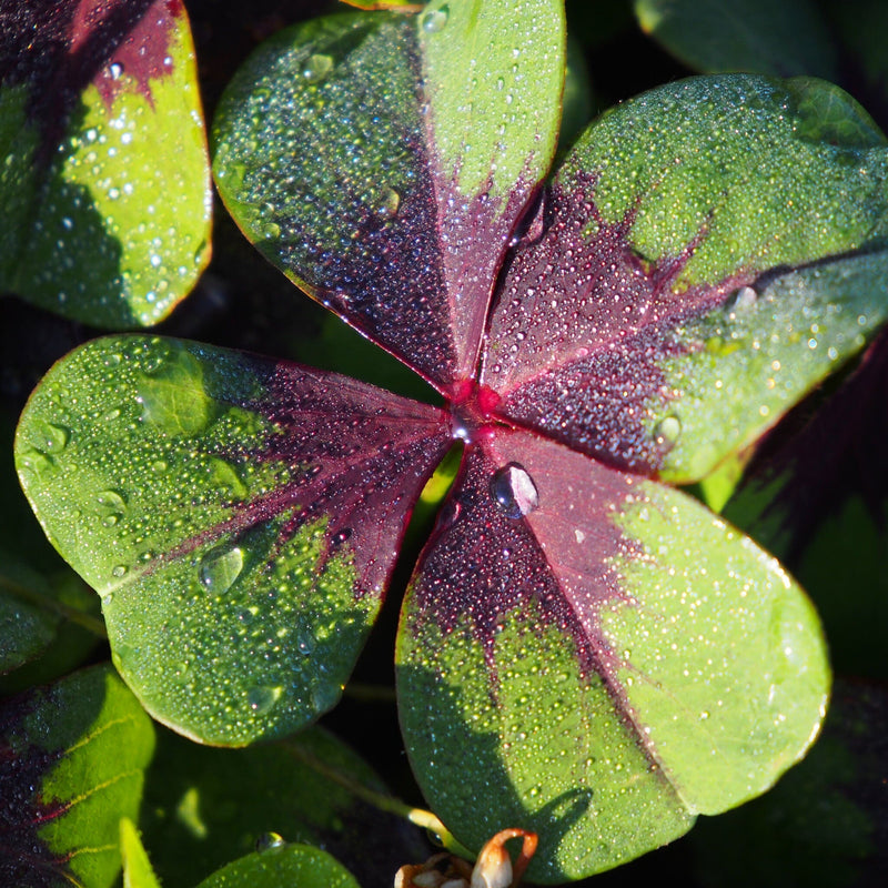 Oxalis Iron Cross, groen blad met donker hart