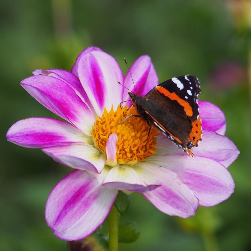 dahlia freya's sweetheart, roze bloem met geel hart en vlinder