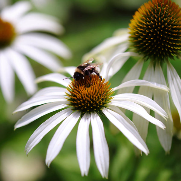 Zonnehoed Alba close up, witte bloem met insect