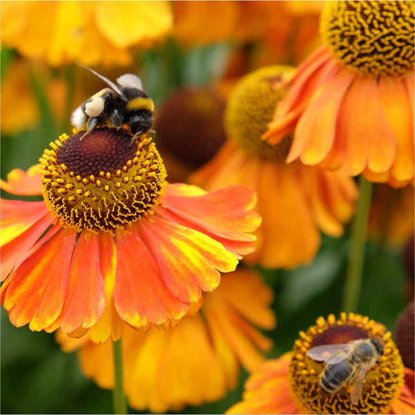 Zonnekruid Helenium Sahin's Early Flowerer close up met een hommel op de kern.