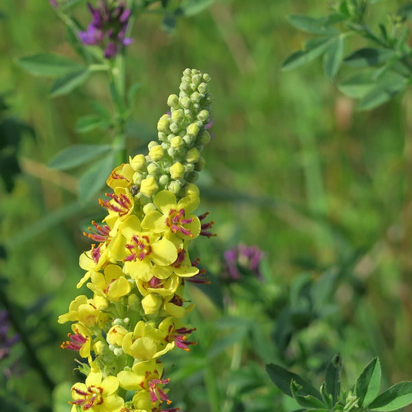 Veld met Verbascum nigrum, zwarte toorts, in bloei met bloemen met rode kern