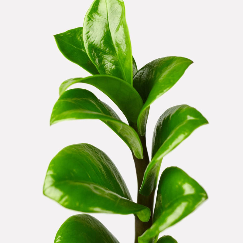 zz-plant, close up van bovenkant stengel met groene blaadjes. 