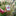 Tulpenmanie Roze-Rood