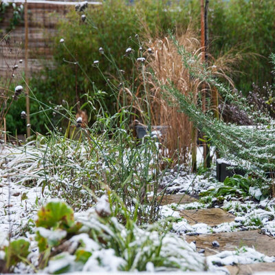Winterbeeld tuin rozemarijn en ijzerhard